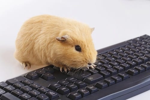 écrire un article de blog